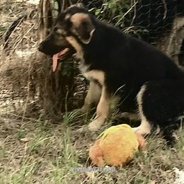 Sadie (Red) - Black and silver female German Shepherd puppy in Bedias, Texas from TiPi S Ranch's German Shepherds