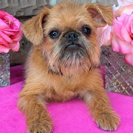 Brussels Griffon puppies from JOVAL Brussels Griffons