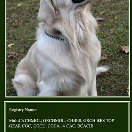 Goldendoodles and Golden Retrievers from Daydreamer