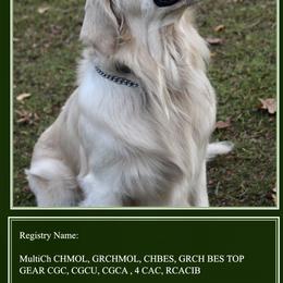 Goldendoodles and Golden Retrievers from Daydreamer