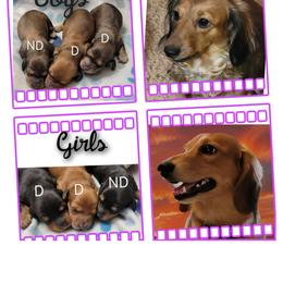Dachshund Puppies from CLARK'S BREEDING PROGRAM