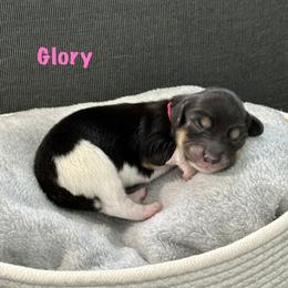 Girl 2 - female Dachshund puppy in Raleigh, North Carolina from McLovin Doxies