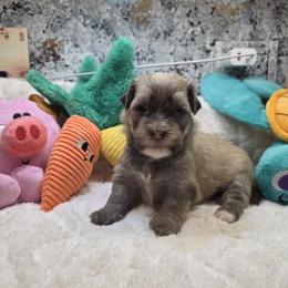 Ginny boy 1 - Fawn male Havanese puppy in Deer Park, Washington from Mt. Top Havanese