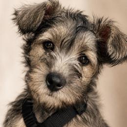 Daisy (natural tail) - Salt and pepper female Miniature Schnauzer puppy in Hull, Georgia from Ardent Miniature Schnauzers of Athens