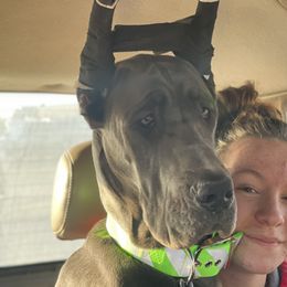 Benelli - Great Dane