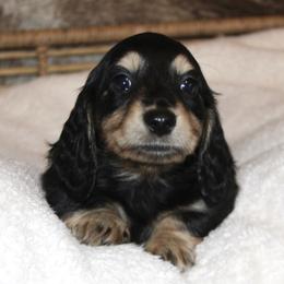 Dachshund Puppies from Rustic Bark Page's Dachshunds