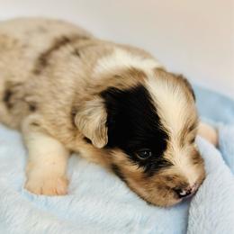 BMM2 - Blue merle male Miniature Australian Shepherd puppy in Luling, Texas from Little Wood Toy and Mini Aussies