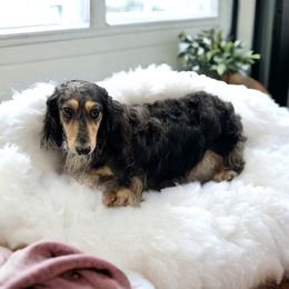 Dachshund puppies from HotDachs