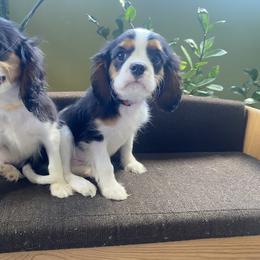 Cavalier King Charles Spaniel puppies from Cumberland Cavapoos