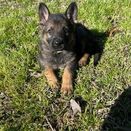 Lime Girl - Sable German Shepherd puppy in Little Rock, Arkansas from Vom Gonza German Shepherds