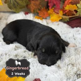 Gingerbread - Black tri-color female Australian Shepherd puppy in El Dorado Springs, Missouri from OR Aussies