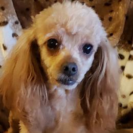 Ginger - Poodle