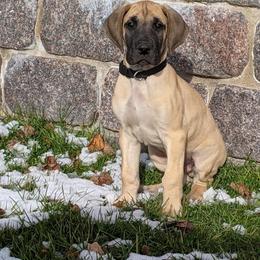 Great Dane Puppies from Honi Vale Great Danes