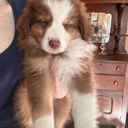 SOY SAUCE - Red tri-color female Miniature American Shepherd puppy in Greenboro, North Carolina from Rustlingrass Miniature American Shepherds
