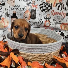 Sam - Red male Dachshund puppy in Anaconda, Montana from Williams Family Dachshunds
