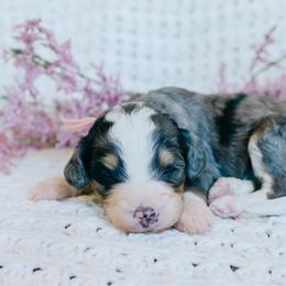 Girl 1 - Merle female Bernedoodle puppy in Spanish Fork, Utah from K Brand Doodles