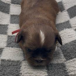 Jasper - Red Collar - Chocolate and tan male Shih Tzu puppy in Clarksburg, West Virginia from Pilgrim Shih tzu