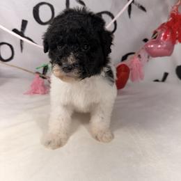 Blitzen - Parti male Poodle puppy in Luana, Iowa from Country View Bernedoodles and Goldendoodles