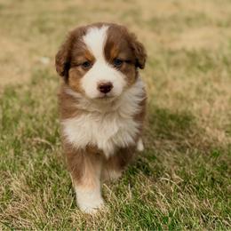 Ariat - Red tri-color female Australian Shepherd puppy in Vernal, Utah from Dancing M Australian Shepherds