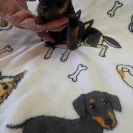 Lola - Blue and gold female Yorkshire Terrier puppy in Perry, Florida from Lanes-Scraps