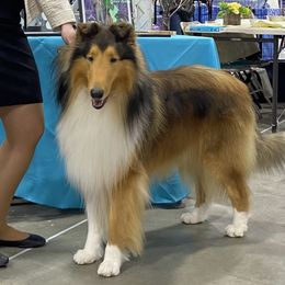 Steve - Collie