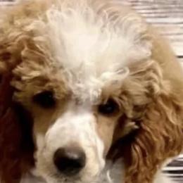Maverick - Poodle