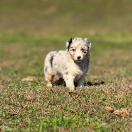 Girl 1 - Blue merle female Australian Shepherd puppy in Argyle, Iowa from Country Time Kennels