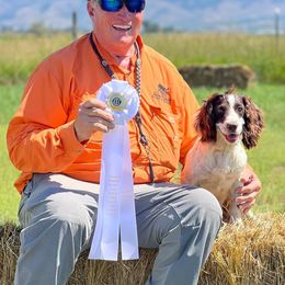 Spire - English Cocker Spaniel