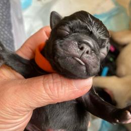 Orange boy 4 - Black male Pug puppy in Onalaska, Washington from Cupid’s Pugs