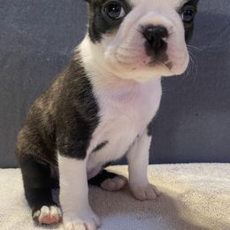 Boston Terrier Puppies from Misty Mountain Boston Terriers