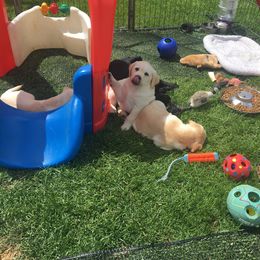 Labrador Retriever Puppies from Hunters Dream Labradors