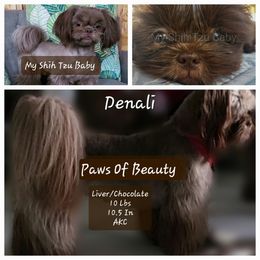 Denali - Shih Tzu