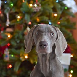 Weimaraner Puppies from Silvr Galaxy Weimaraners