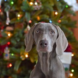 Weimaraner Puppies from Silvr Galaxy Weimaraners