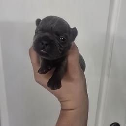 Lisa Simpsons - Blue female French Bulldog puppy in Avondale, Arizona from Montes House of  Frenchies