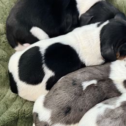 Dachshunds from G&B Iron Mountain Dachshunds