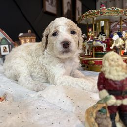 Light Green - Parti male Poodle puppy in Vidor, Texas from East Bunch Poodles