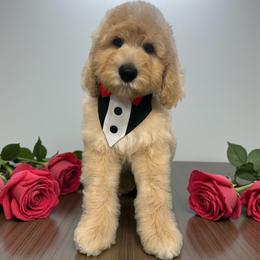 Dexter - Apricot male Goldendoodle puppy in Prosperity, Pennsylvania from Stelladoodles & Company
