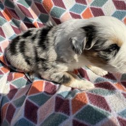 Miniature Australian Shepherd Puppies from R&R Mini Aussies
