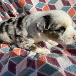 Miniature Australian Shepherd Puppies from R&R Mini Aussies