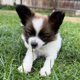 Potato - Red white and sable male Papillon puppy in Thornton, Colorado from Aspen Wings Papillons