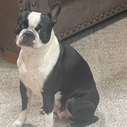 Boston Terrier puppies from Charlie’s Pride