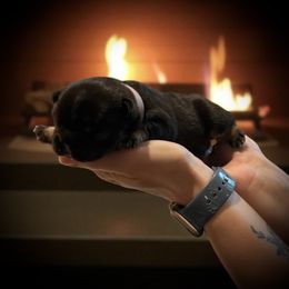 Purple - Black and tan female French Bulldog puppy in Rochester, Washington from Frenchie Bulldog Kisses