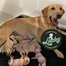 Pink Female - Cindy Loo Hoo - Yellow female Labrador Retriever puppy in Las Vegas, Nevada from Lucky Labrador Retrievers