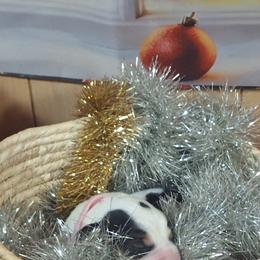 Snow Flake (Pink) - Black white and brown female Basset Hound puppy in Carbondale, Kansas from Dream Weavers Basset Hounds