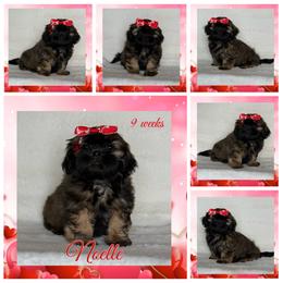 Noelle - Sable female Shih Tzu puppy in Yelm, Washington from Lala's All Star Shih Tzu