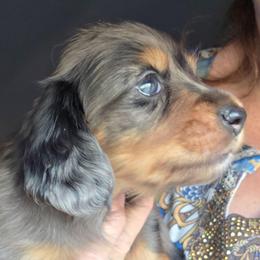 Emma's black and tan dapple boy more white on chest - Dapple male Dachshund puppy in Declo, Idaho from Dozendachs