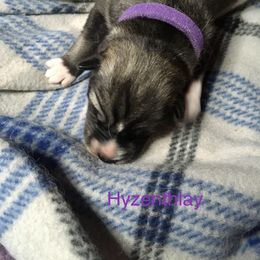 Girl 1 Hyzenthflay - Siberian Husky puppy in Udall, Kansas from Arctic Circle Kennels