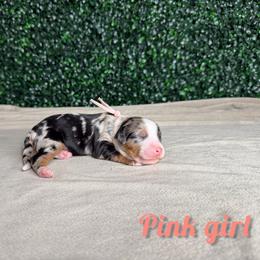 Pink girl - Merle female Bernedoodle puppy in Modesto, California from Two Doods Doodles