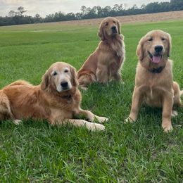 Golden Retrievers from Stonewood Goldens